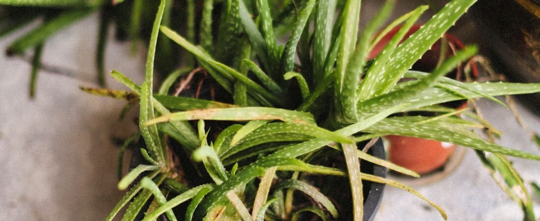 Your Houseplant Isn’t Sulking. It’s Hungry.